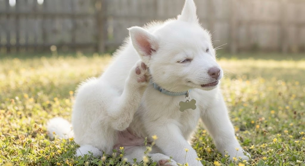 Signs of Flea Problems That Dog Owners May Overlook
